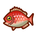 鯛魚