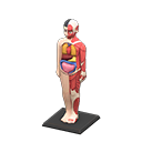 modelo anatómico
