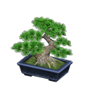 bonsai-dennenboom