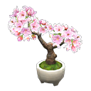 bonsaï cerisier du Japon
