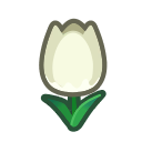tulipe blanche