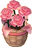 pinkrose