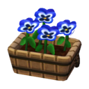 blue pansies