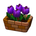 paarse tulp