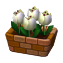 tulipán blanco