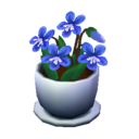 (Eng) blue violets