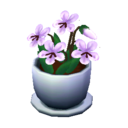 violeta blanca