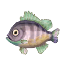 pesce persico