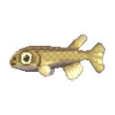 nibble fish