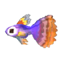 孔雀鱼