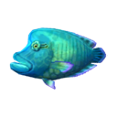 pez napoleón