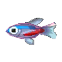 霓虹燈魚