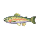 (Eng) rainbow trout