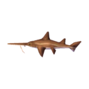 saw shark