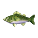 sea bass