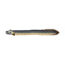 (Eng) eel