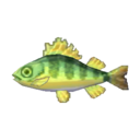 黃鱸魚