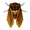bruine cicade
