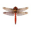 libélula roja