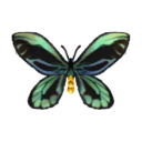 mariposa alas pájaro