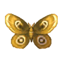 papillon de nuit