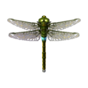 darner dragonfly