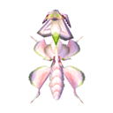 mante orchidée