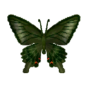 烏鴉鳳蝶