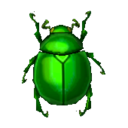 fruit beetle
