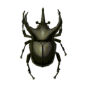 scarabée Atlas