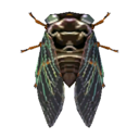 гигантская цикада