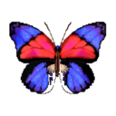 mariposa narciso