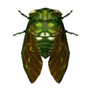 cicala robusta