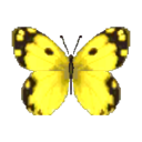 mariposa colias