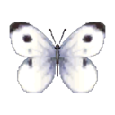 배추흰나비