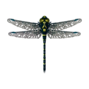 libélula gigante