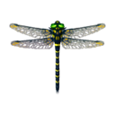 banded dragonfly