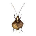 bell cricket
