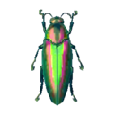 escarabajo joya