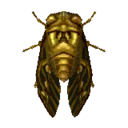 cigale cicadelle