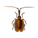 escarabajo violín