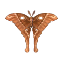 (Eng) oak silk moth