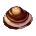 (Eng) clam