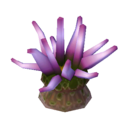 anemone di mare