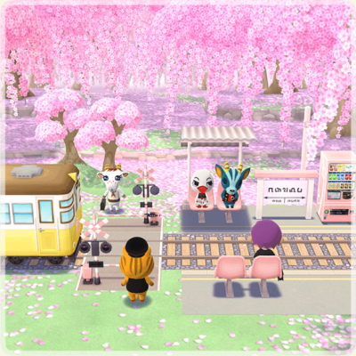 포켓 캠프 벚꽃 소식