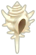 venus-comb shell