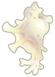 anatomical murex shell