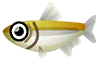 西太公魚
