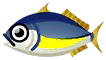 horse mackerel