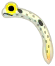 anguila jardinera